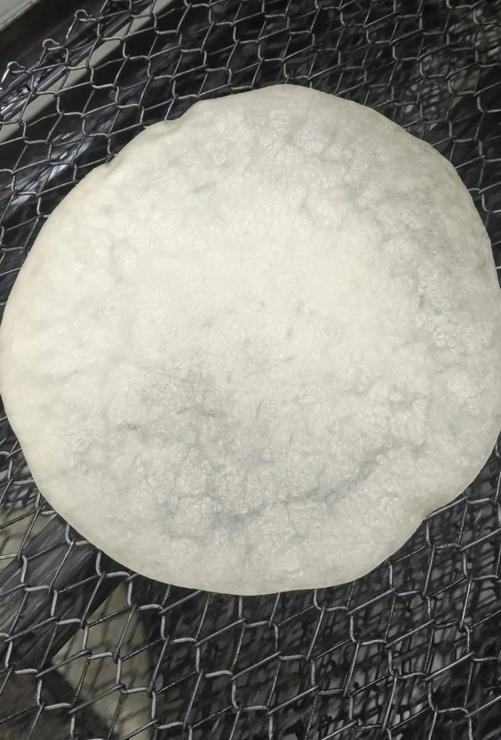 A freshly pressed flour tortilla on the wire conveyor of the press